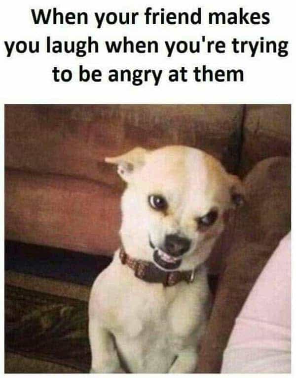 A small, bready-colored Chihuahua with an incredible expression of bared-tooth rage that looks like a forced, terrifying smile. This grumpy meme illustrates the physical struggle of a person trying to stay mad while their friend is making them laugh.