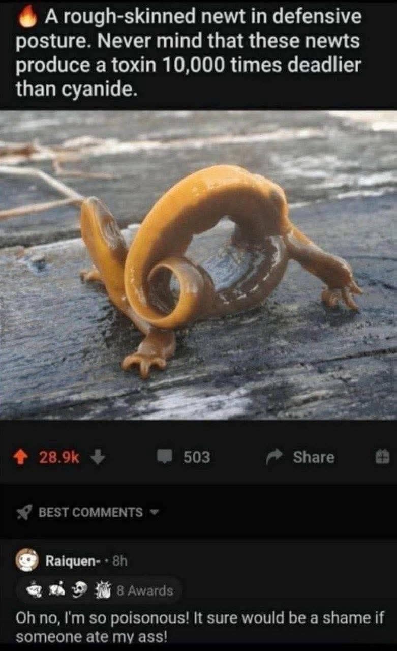 A hilarious meme screenshot of a Reddit post about a rough-skinned newt that produces a deadly toxin. A top comment with multiple awards subverts the scientific fact with an unhinged joke: "Oh no, I’m so poisonous! It sure would be a shame if someone ate my a**!"