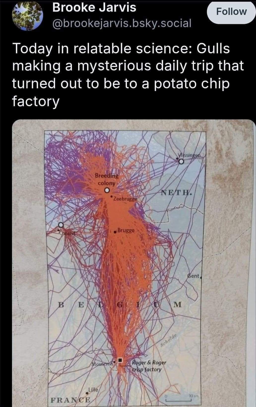 relatable meme dump post showing a scientific GPS map of gull flight paths in Europe. Instead of hunting for fish, thousands of orange lines show the gulls making a massive, coordinated daily commute directly to a "Roger & Roger crisp factory."