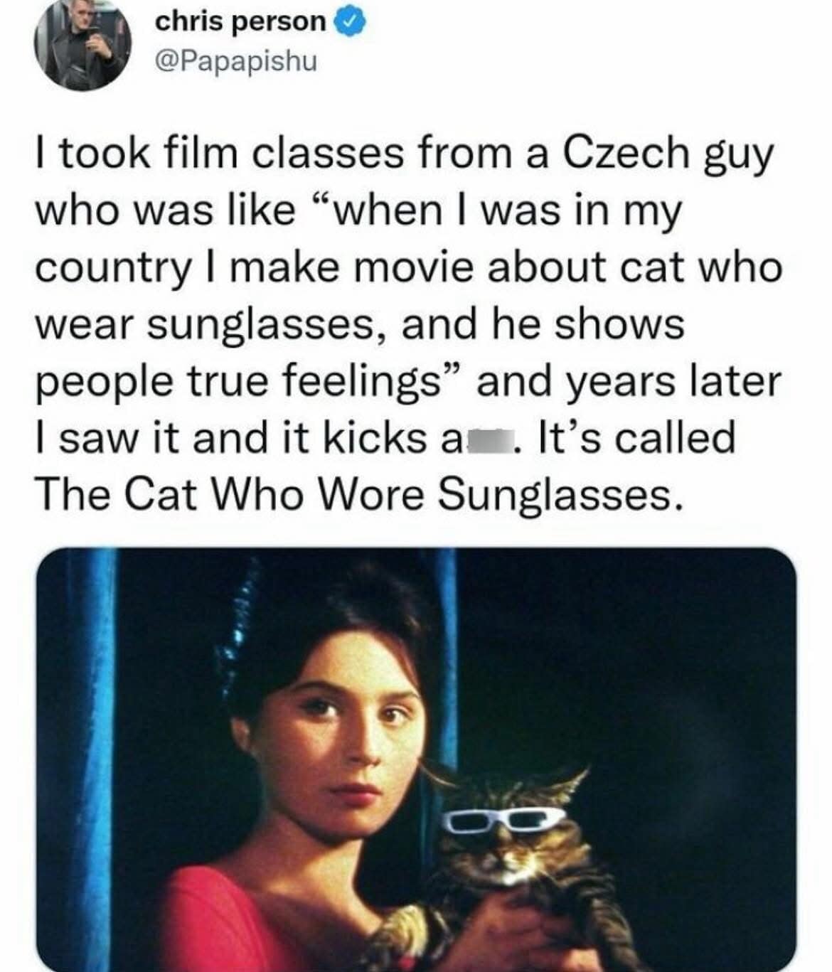 A meme dump post about a real-life Czech film professor who made a movie called "The Cat Who Wore Sunglasses." The image shows a beautifully shot cinematic still of a woman in a red dress holding a tabby cat wearing tiny, stylish white glasses.