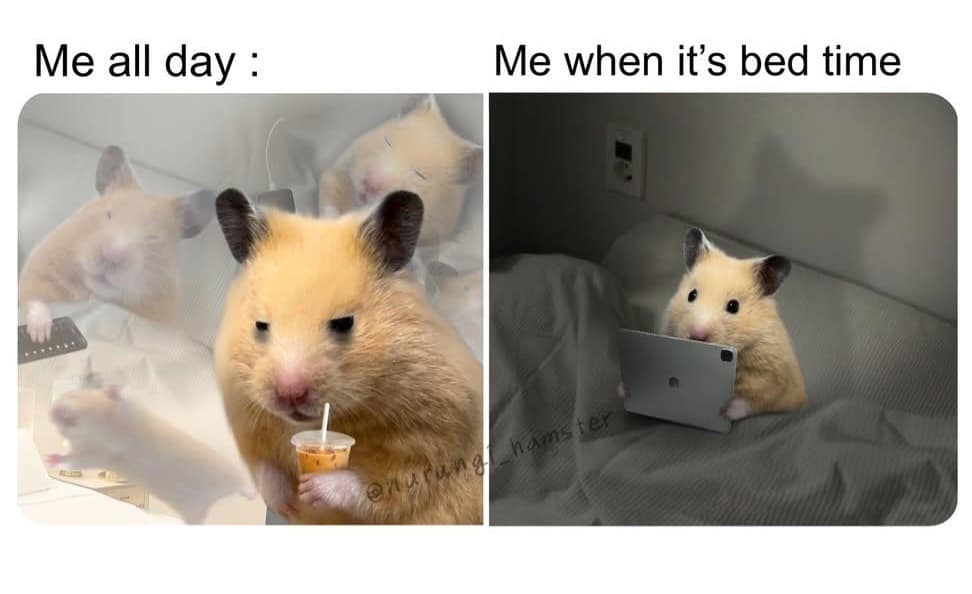 relatable meme dump comparison using hamsters to describe a broken sleep cycle. "Me all day" shows a squinting, exhausted hamster with a tiny iced coffee; "Me when it's bed time" shows a wide-eyed hamster staring intently at an iPad in a dark room.
