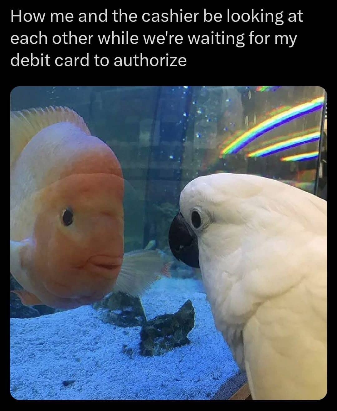 An orange fish and a white cockatoo staring awkwardly at each other through glass.