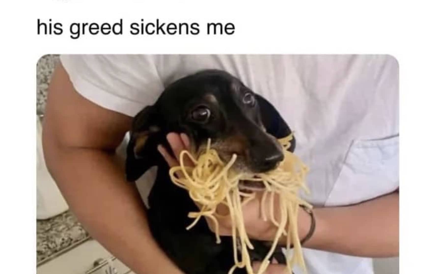Funny meme of a dachshund dog holding a giant mouthful of spaghetti noodles greedy.