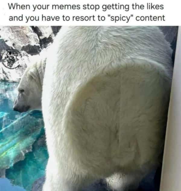 Hilarious polar bear funny memes post joking about posting spicy content when likes drop low.