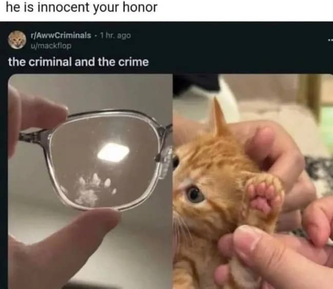 Kitten paw print on eyeglasses lens next to guilty orange kitten funny memes.