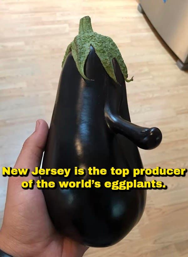 A hand holding an unusually shaped purple eggplant with a distinct nose-like extension sticking out the side, featuring an agricultural random fact claiming New Jersey is the world's top producer of eggplants.