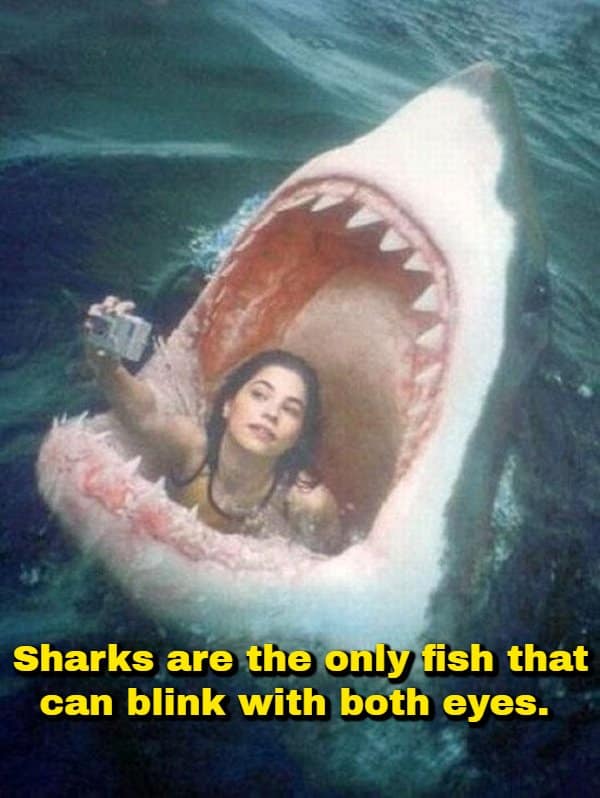 An aquatic biology random fact using a photoshopped image of a woman taking a camera selfie inside a great white shark's open jaws to share that sharks are the only fish capable of blinking with both eyes.