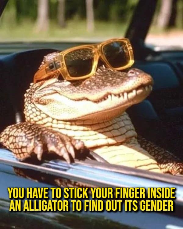 A hilarious reptile anatomy random fact showing an alligator wearing cool orange sunglasses riding shotgun in a car, captioned with the invasive procedure required to determine an alligator's gender.