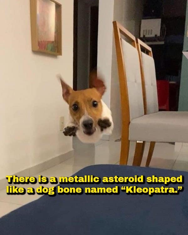 An astronomical random fact showing a small dog frozen in mid-air during an indoor jump like a flying torpedo, paired with information about a metallic dog-bone-shaped asteroid named "Kleopatra."