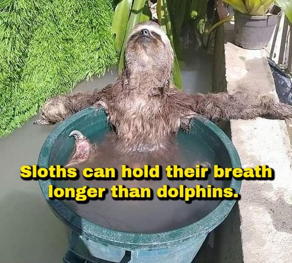 An incredible animal physiology random fact displaying a wet sloth soaking in a green bucket with its arms outstretched in absolute bliss, paired with text noting sloths can hold their breath underwater longer than dolphins.