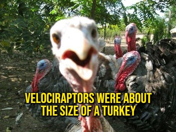 A dinosaur scale comparison random fact showing a flock of aggressive wild turkeys charging the camera lens, captioned with the real turkey-like size of Velociraptors.