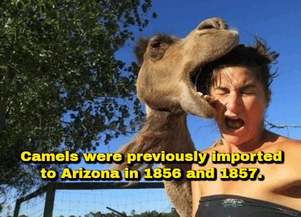 A chaotic outdoor snapshot of a camel opening its mouth wide and playfully biting a woman's head, presenting an unexpected historical random fact noting that camels were imported to Arizona in 1856 and 1857.