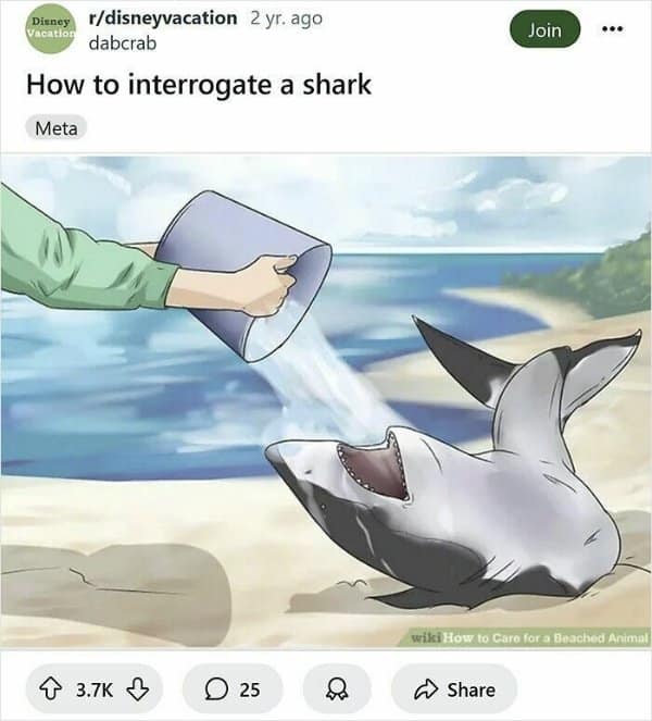 Someone dumps a bucket of seawater straight into the wide-open mouth of a beached shark lying upside down on the sand, turned into a hilarious wikihow meme about police interrogations.