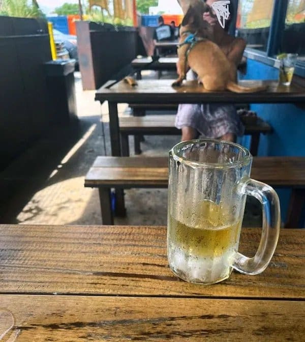 Small dog standing on an outdoor restaurant table beside its owner, beer mug in the foreground.