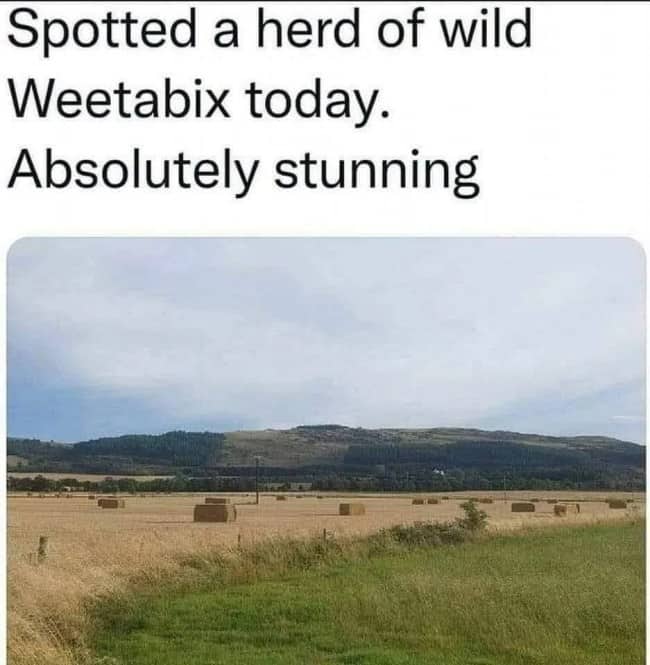 Field of hay bales jokingly described as a herd of wild Weetabix