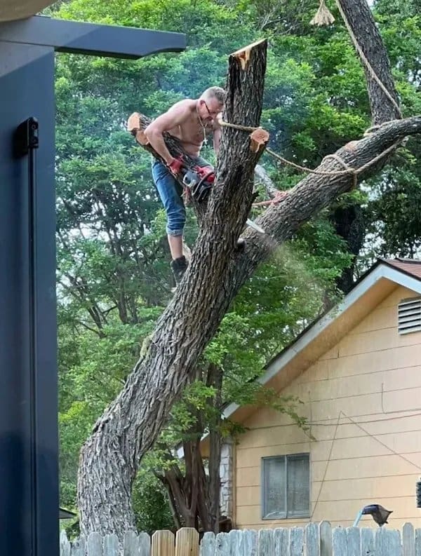 Shirtless man with a chainsaw standing on a tree limb while he cuts through the trunk.
