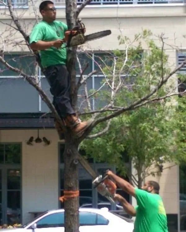 Man running a chainsaw in a tree while a coworker saws the same trunk from below.
