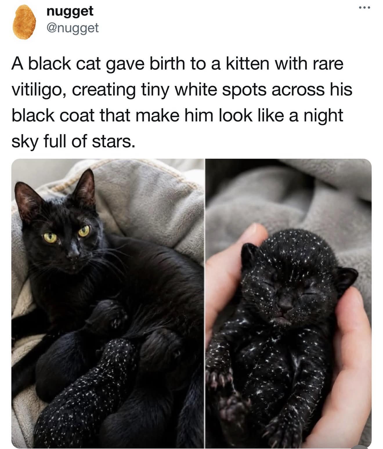 Black cat lying alongside a newborn kitten whose rare vitiligo creates tiny white star-like spots across its fur, featured in a meme dump.