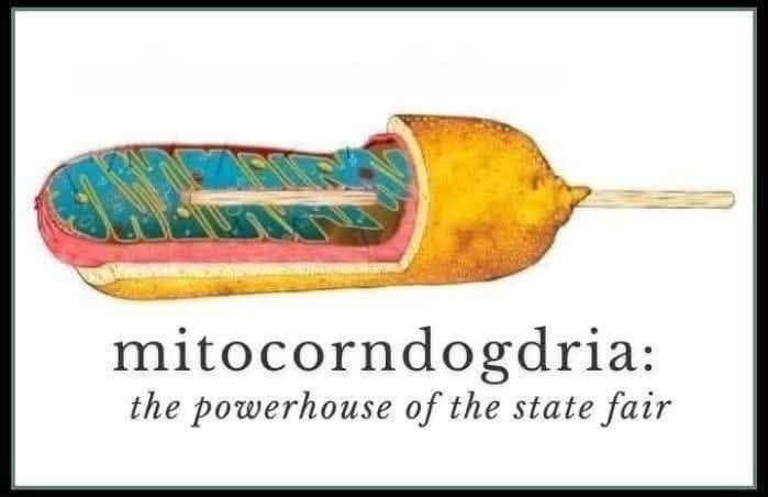 Science diagram of a corndog cross-section labeled 'mitocorndogdria: the powerhouse of the state fair' in a meme dump.