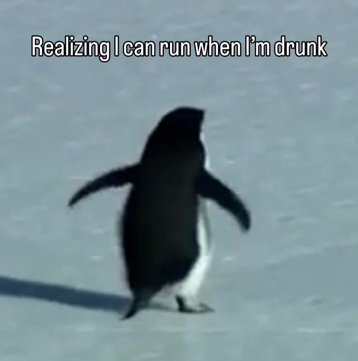 Penguin sprinting across the ice with a caption about realizing you can run when drunk.