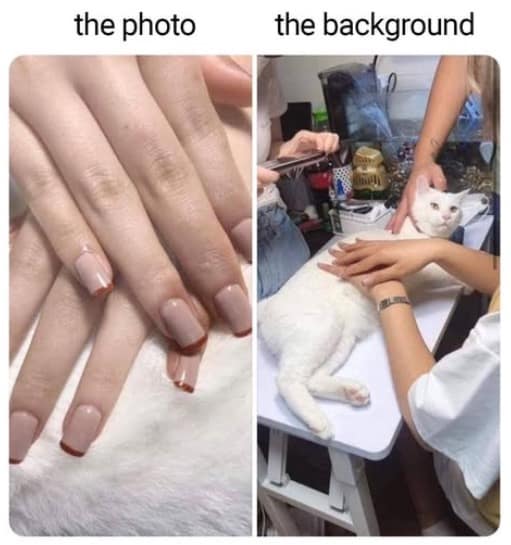 Two-panel comparison contrasting a manicured hand resting on plush white fur with two people holding down a bewildered cat to take the photo in a meme dump.