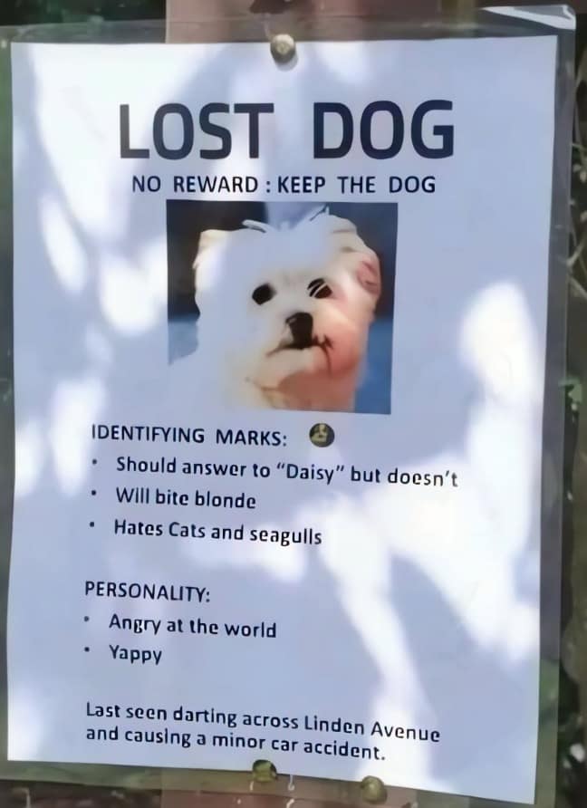 Lost dog flyer for a chaotic white terrier telling finders to keep the dog after it caused a traffic accident in a funny meme.