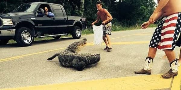 Shirtless men trying to wrangle a large alligator on a road while a truck driver watches