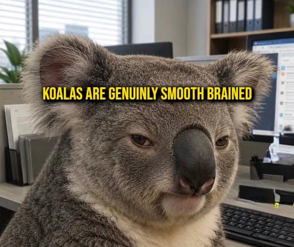 Koala sitting at a corporate office cubicle desk next to a keyboard, labeled with a neuroscience random fact about koalas being smooth-brained.