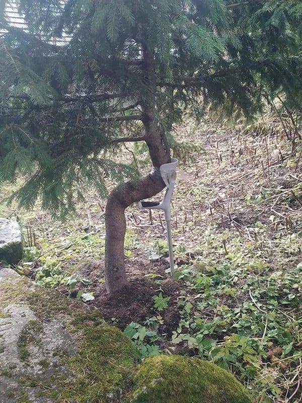 Leaning young pine tree propped up by a forearm crutch in a garden bed.