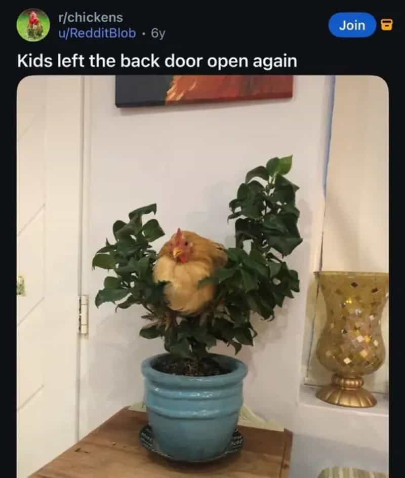 Chicken perched inside a potted plant indoors, posted as the kids left the door open