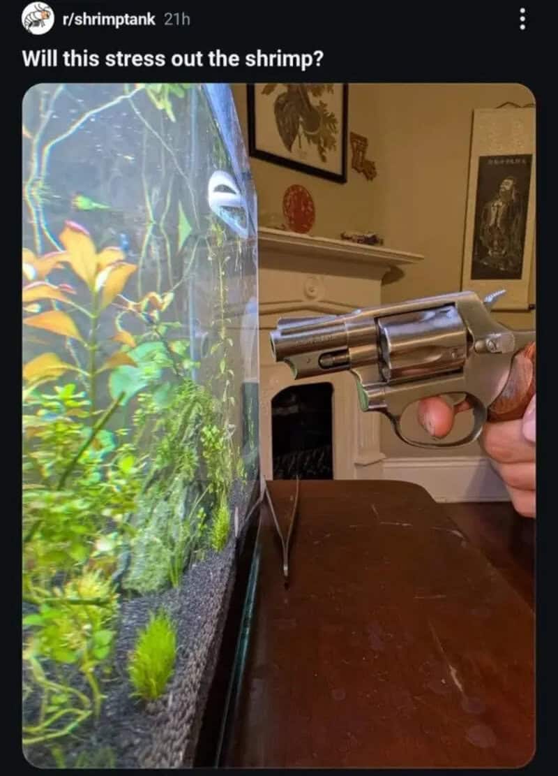 Revolver pointed at a planted shrimp aquarium with a caption asking if it stresses them