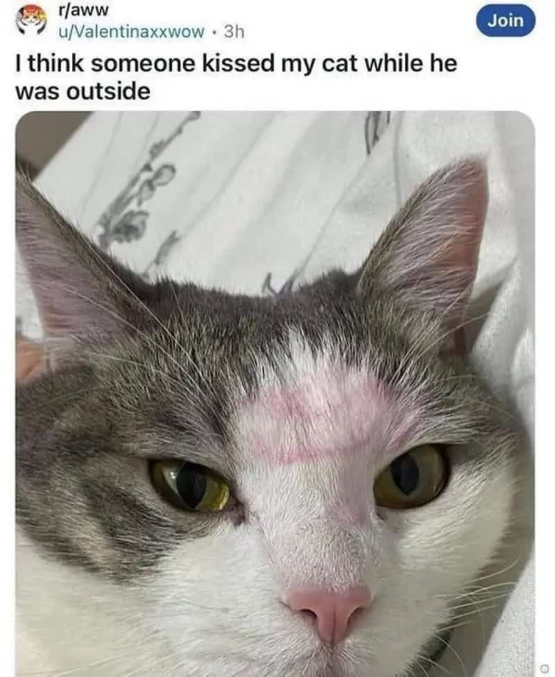 Gray and white cat with a pink lipstick kiss mark on its forehead