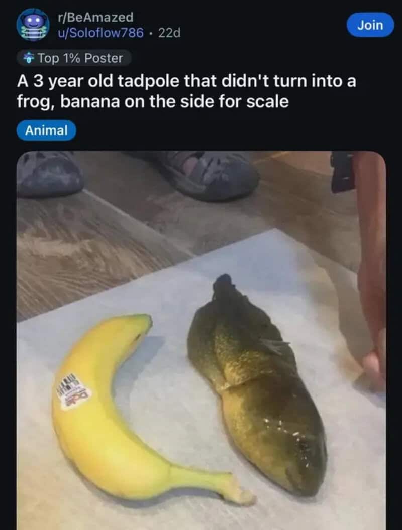 Huge three-year-old tadpole that never became a frog, next to a banana for scale