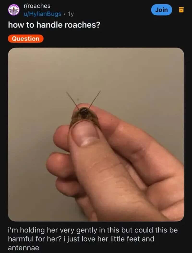 Hand gently holding a small cockroach, owner asking if handling could hurt her