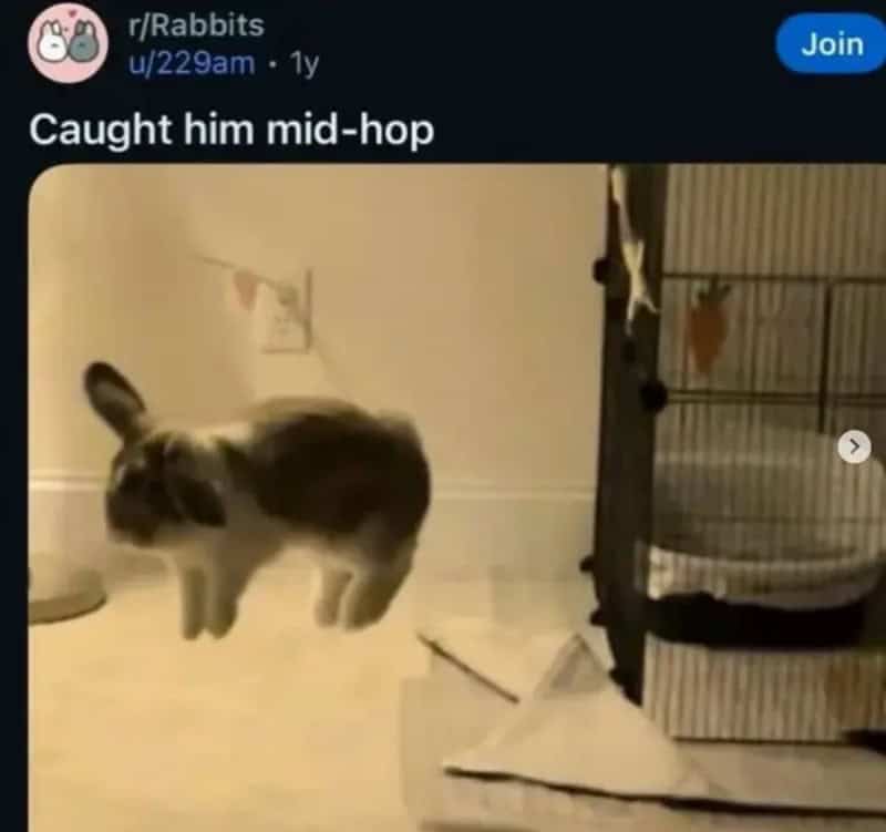 Fluffy black and white rabbit captured floating mid-hop beside its cage
