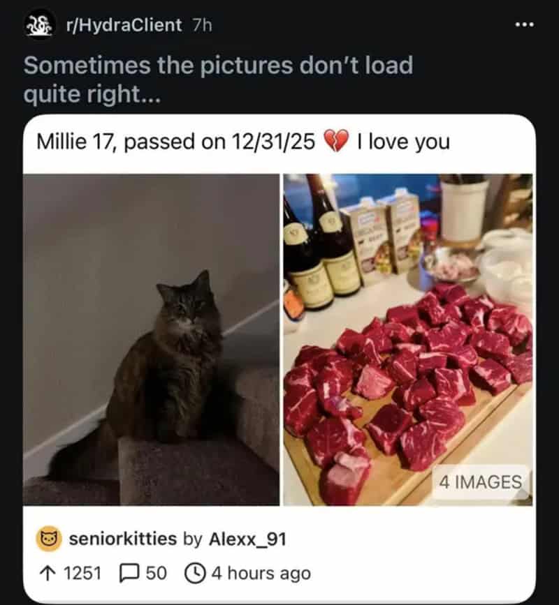 Glitched post pairing a memorial photo of an old cat with raw stew meat