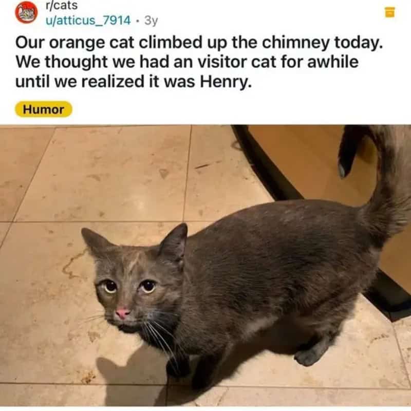 Gray soot-covered cat after climbing a chimney, owners briefly thinking it was a stranger