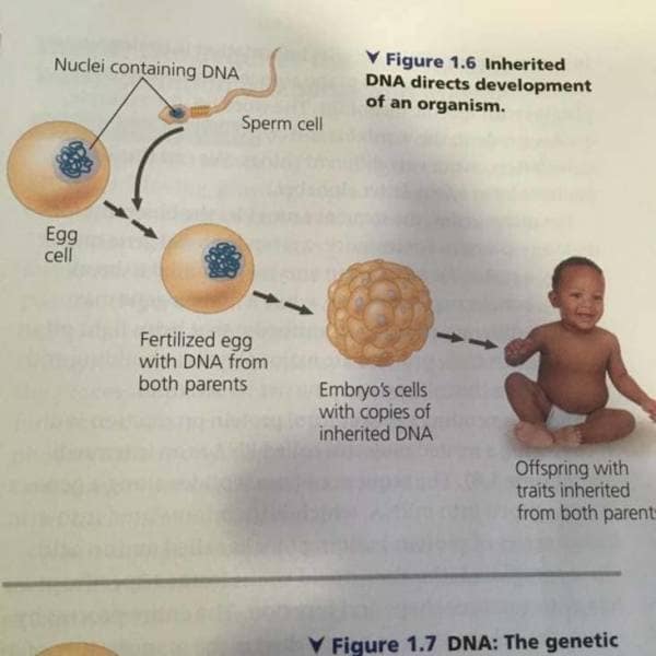 Biology textbook diagram jumping from fertilized egg cells straight to a smiling baby