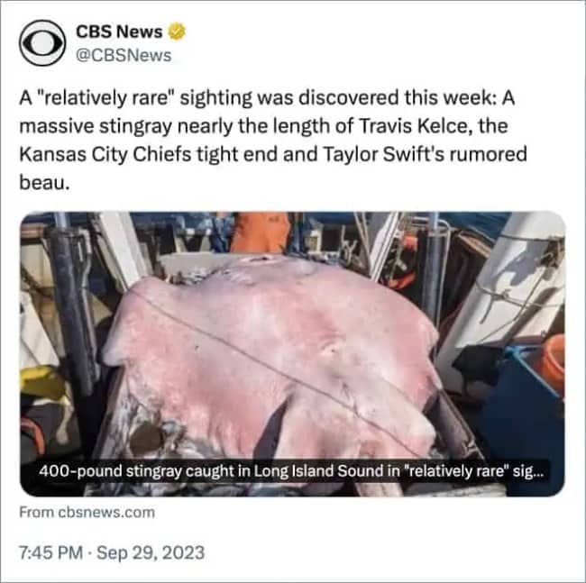 News tweet about a stingray nearly the length of Travis Kelce caught in Long Island Sound.