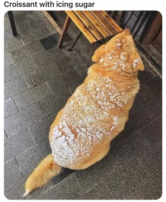 Breakfast meme of a fluffy golden dog dusted with snow, labeled croissant with icing sugar.