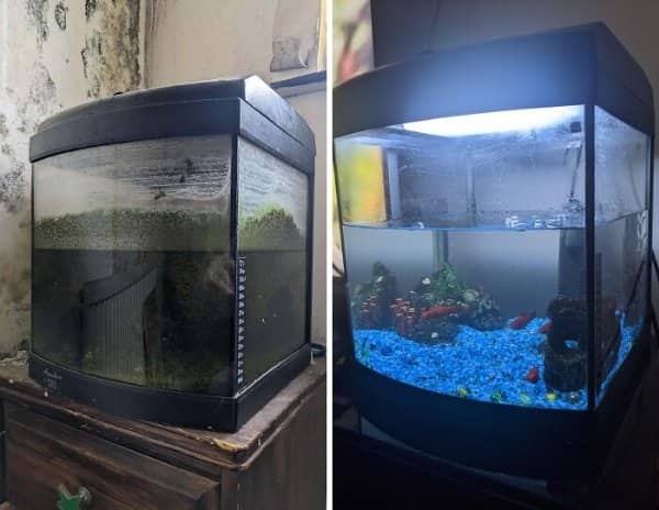 Algae-covered murky fish tank cleaned into a bright aquarium with blue gravel and decorations.