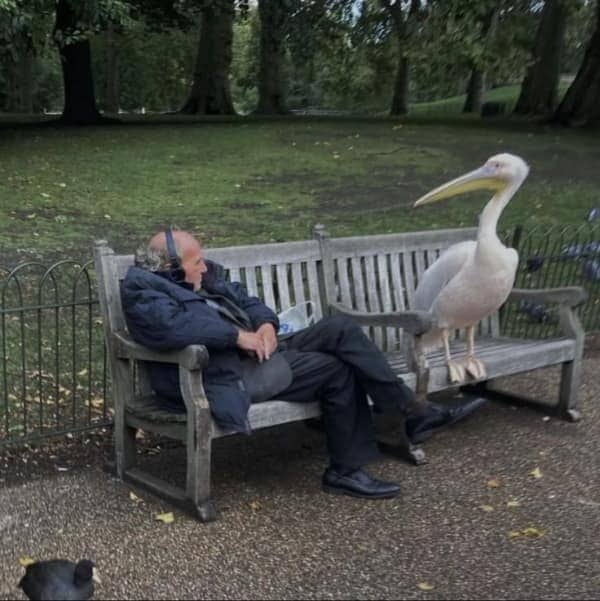 Older man in headphones relaxing on a park bench while a pelican stands beside him.