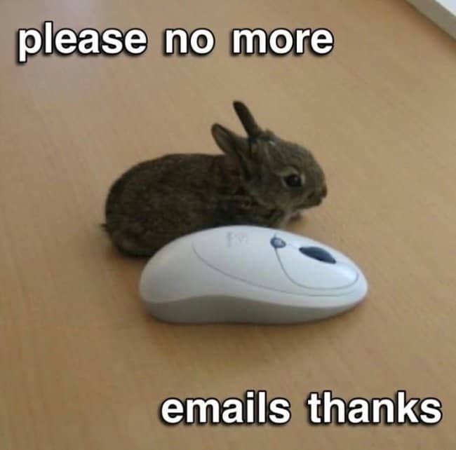 Baby bunny sitting beside a computer mouse with text saying please no more emails thanks.