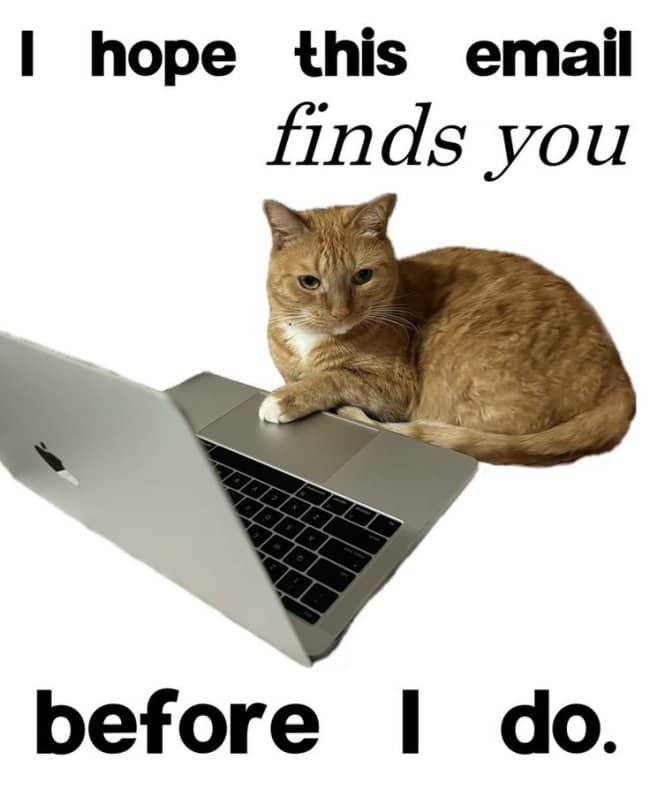 Orange cat on a laptop, captioned I hope this email finds you before I do.