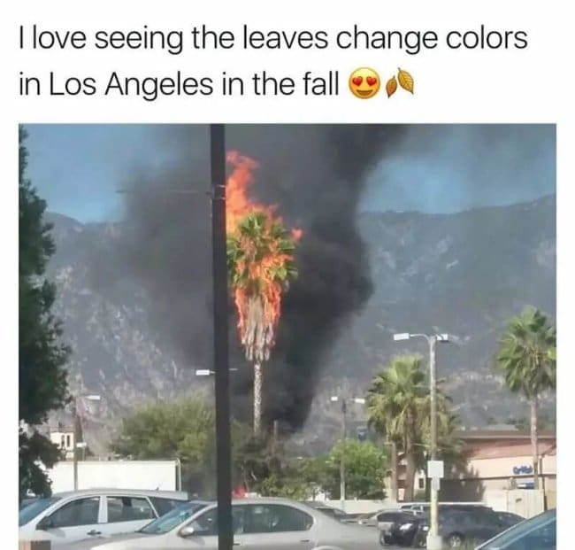 Burning palm tree in Los Angeles joked about as the city's fall leaves changing color.