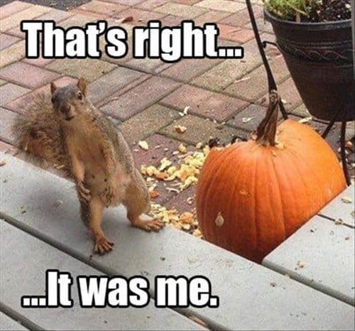 Squirrel standing next to a half-eaten pumpkin, captioned that's right, it was me.