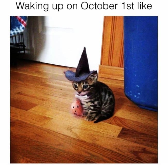 Tabby kitten in a witch hat sitting on a hardwood floor beside a tiny pumpkin.
