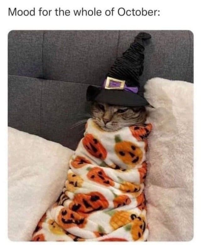 Cat wrapped in a pumpkin print blanket wearing a witch hat, captioned October mood.