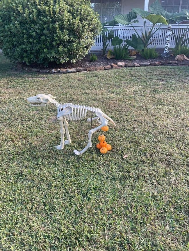 Skeleton dog decoration on a lawn leaving a trail of tiny orange pumpkins behind it.