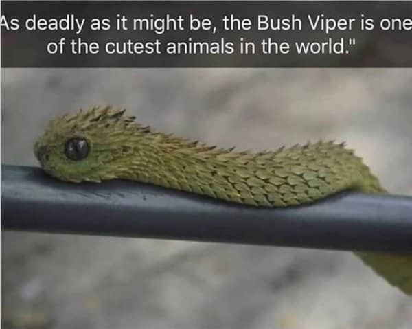 Spiky green bush viper resting on a black pipe, captioned as deadly but adorable.